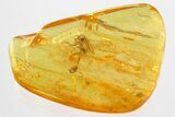 Small Fossil Spider on Leg of Long-Legged Fly in Baltic Amber #362671-1